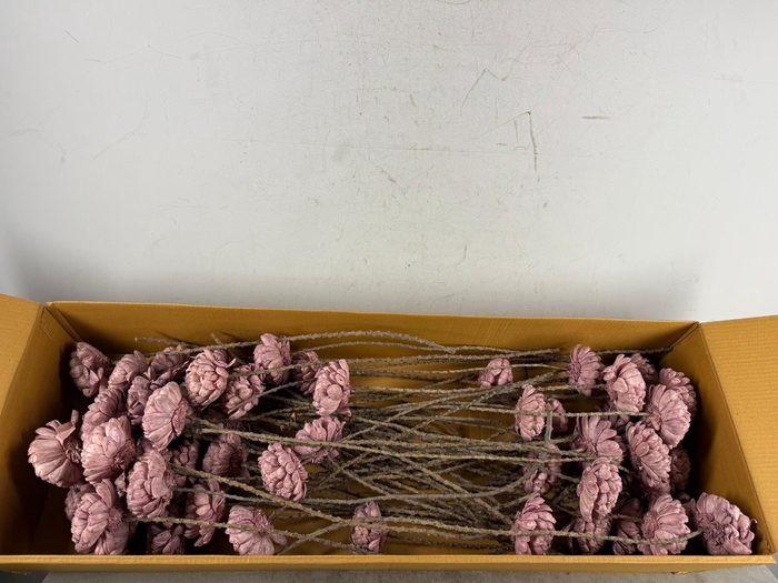 <h4>Stick Shola ArtichokeØ12 O.Pnk</h4>