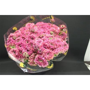 Cl Pon-pon Malva Xxl