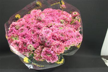 <h4>Cl Pon-pon Malva Xxl</h4>