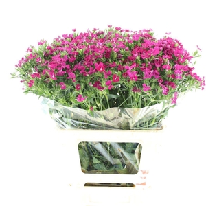 DI BARB AM NEON CHER