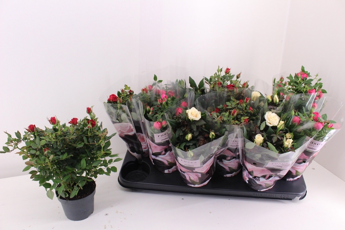 <h4>RO VICTORY GEM</h4>