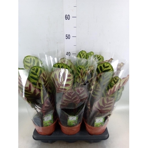 Calathea makoyana