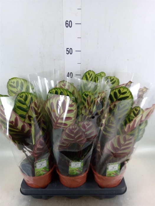 <h4>Calathea makoyana</h4>