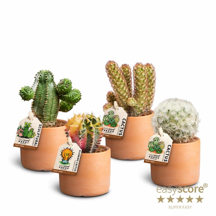 <h4>Raw Terracot Cactus Collection</h4>