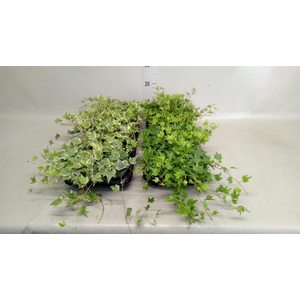Hedera helix   ...