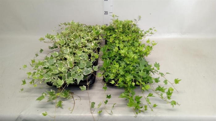 <h4>Hedera helix   ...</h4>