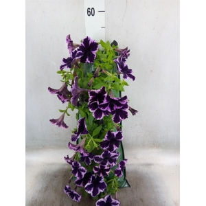 Petunia  'Surfinia'   ...
