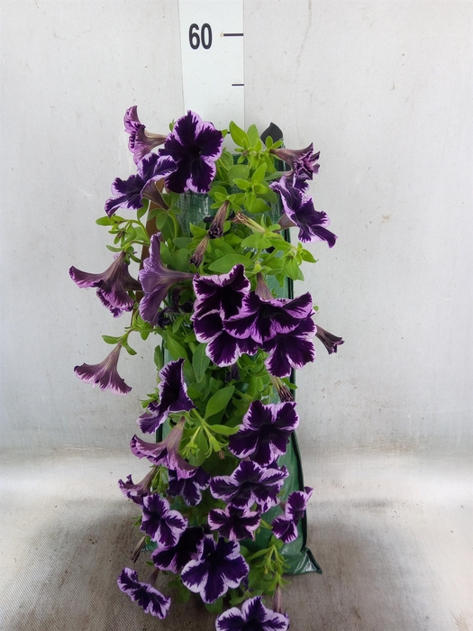 <h4>Petunia  'Surfinia'   ...</h4>