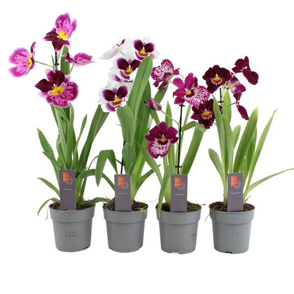 <h4>Inca Miltoniopsis Magenta 1 spike</h4>