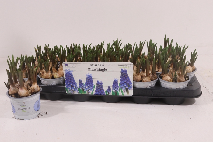 <h4>MUSCAR BLUE MAGIC</h4>