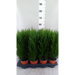 Chamaecyparis laws. 'Ellwoodii'
