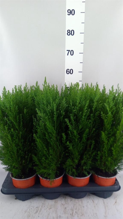 Chamaecyparis laws. 'Ellwoodii'