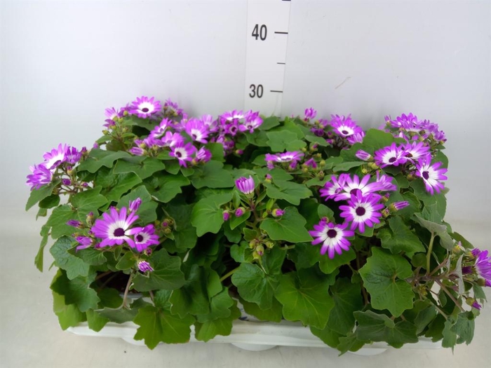 <h4>Pericallis cr. 'Senetti Magenta Bi'</h4>