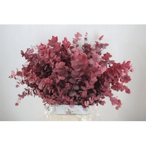 Pres Euca Stuartiana Red P Bunch