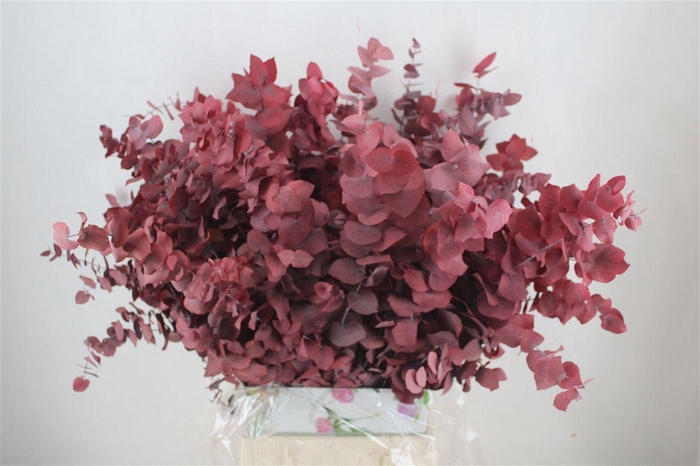 <h4>Pres Euca Stuartiana Red P Bunch</h4>