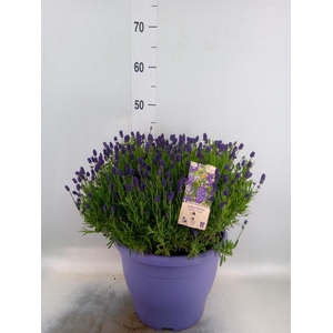 Lavandula angus. 'Essence Pure'