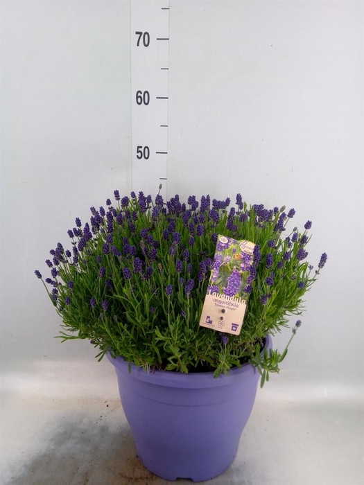 <h4>Lavandula angus. 'Essence Pure'</h4>