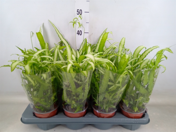 <h4>Pteris cretica 'Albolineata'</h4>