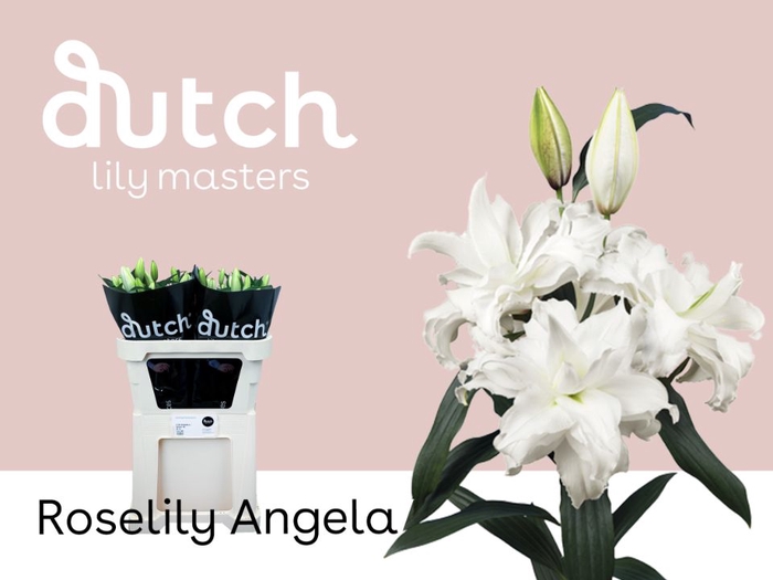 <h4>Li Or Double Roselily Angela 3+ Lily Master</h4>