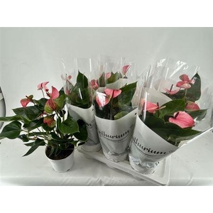 Anthu A Mystique 4-5+++ P17