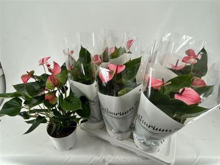 <h4>Anthu A Mystique 4-5+++ P17</h4>