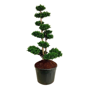 Chamaecyparis o. 'Teddy Bear'