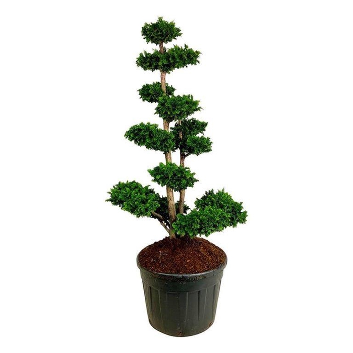 <h4>Chamaecyparis o. 'Teddy Bear'</h4>