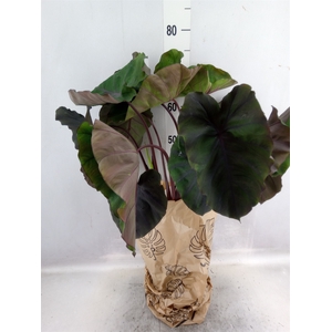 Colocasia esculenta