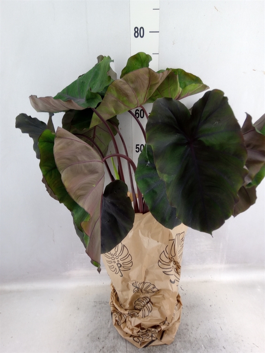 <h4>Colocasia esculenta</h4>