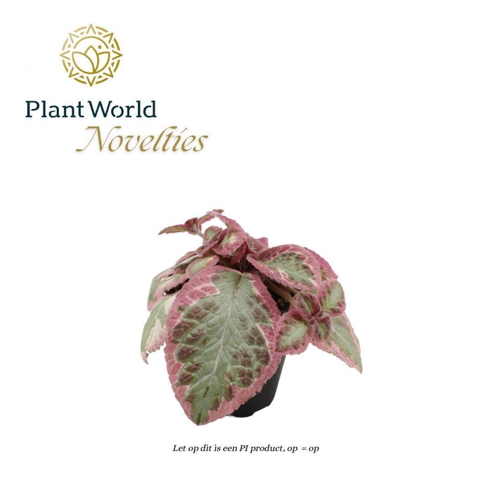 Episcia Pink Brocade, 12cm