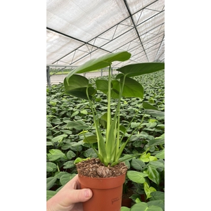 Monstera   ...