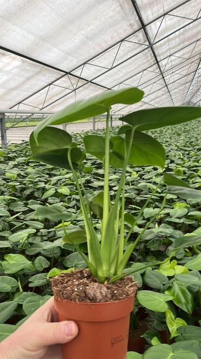 <h4>Monstera   ...</h4>