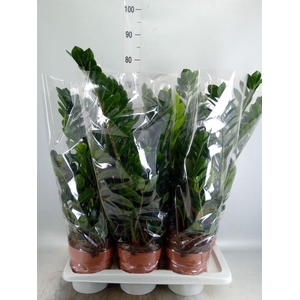 Zamioculcas zamiifolia