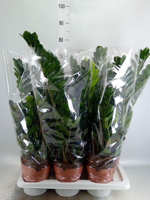 <h4>Zamioculcas zamiifolia</h4>
