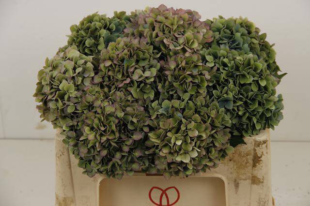 <h4>HYDR M CH H MOORH CL</h4>