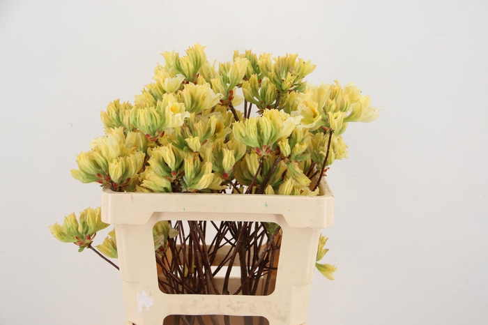 <h4>RHODO. YELLOW/WHITE 050CM</h4>