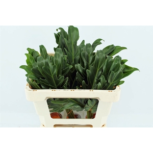 Philodendron Xanadu
