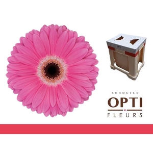 Gerbera Dreamer Water