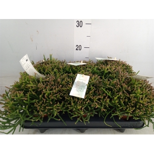 Rhipsalis burchellii
