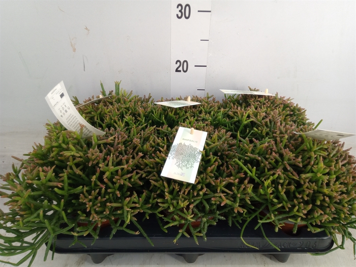 <h4>Rhipsalis burchellii</h4>