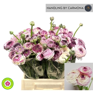 RAN EL WHITE STRIPES