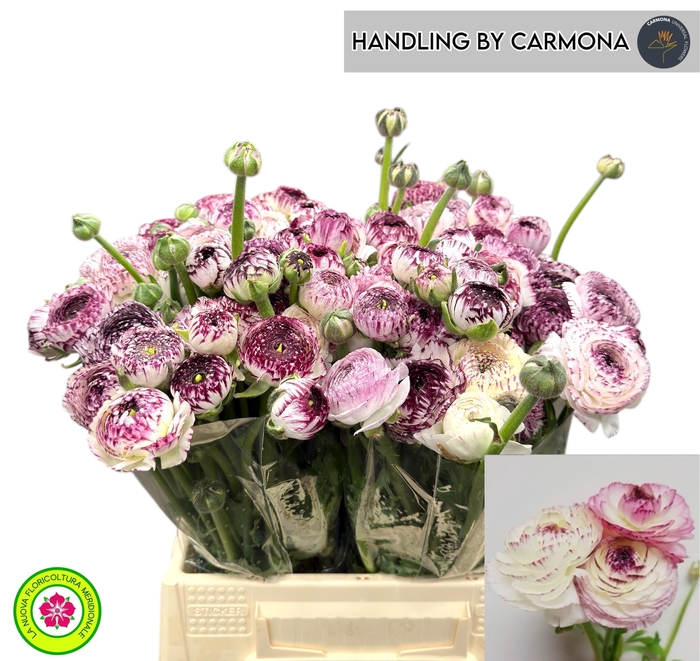 <h4>RAN EL WHITE STRIPES</h4>