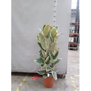 Ficus elastica 'Tineke'