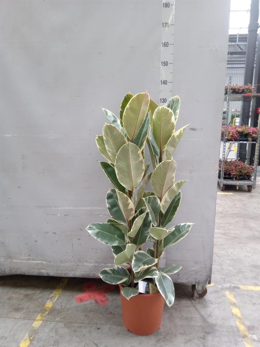 <h4>Ficus elastica 'Tineke'</h4>