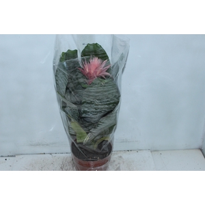 AECHMEA FASCIATA P17