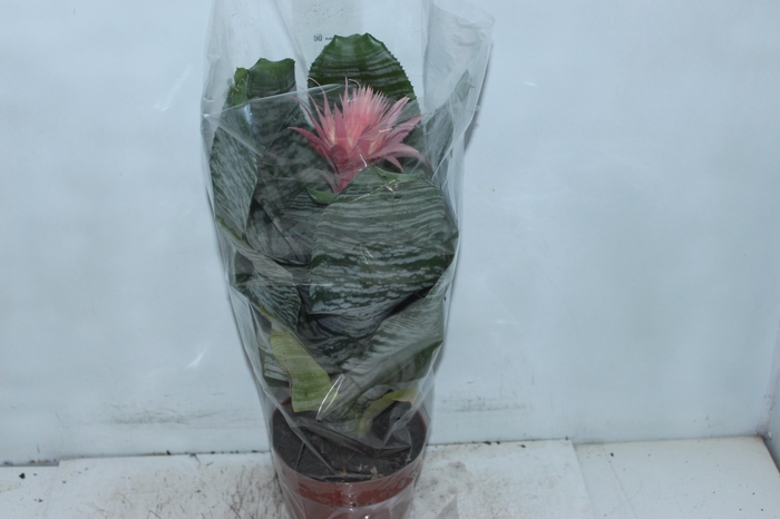 <h4>AECHMEA FASCIATA P17</h4>