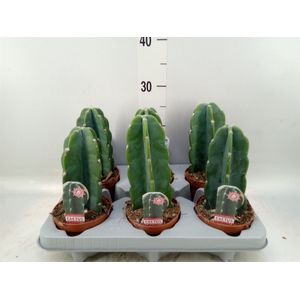 Cereus   ...