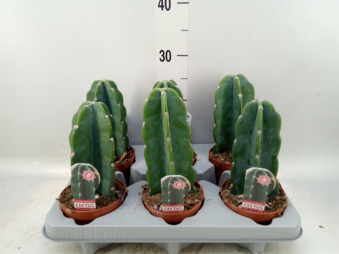<h4>Cereus   ...</h4>