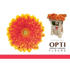 Germini Franky Water