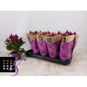 CEL DEEP PURPLE